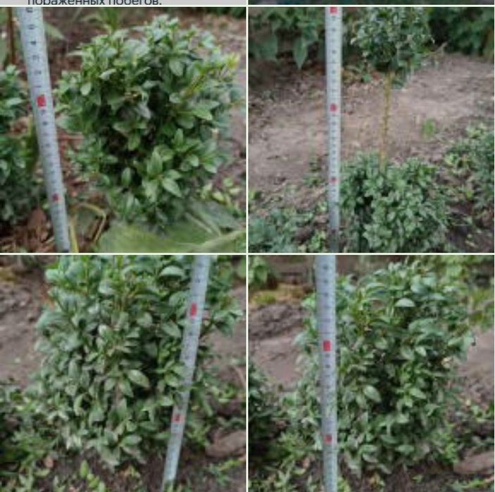 Самшит саженцы с закрытой корневой