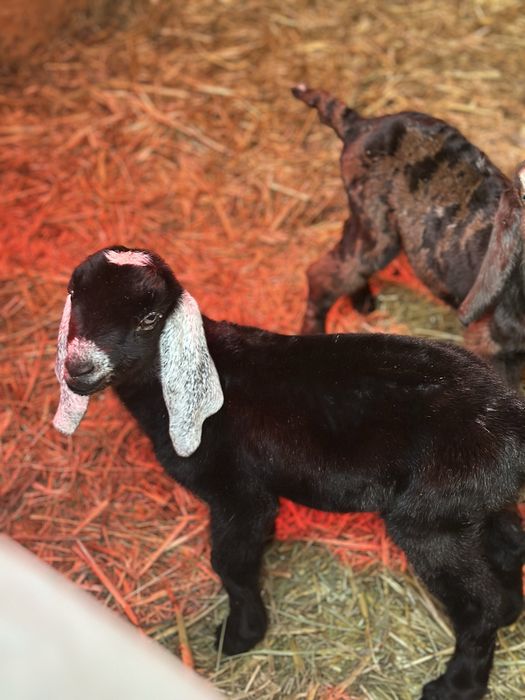 Анго-нубійський козлик 100%