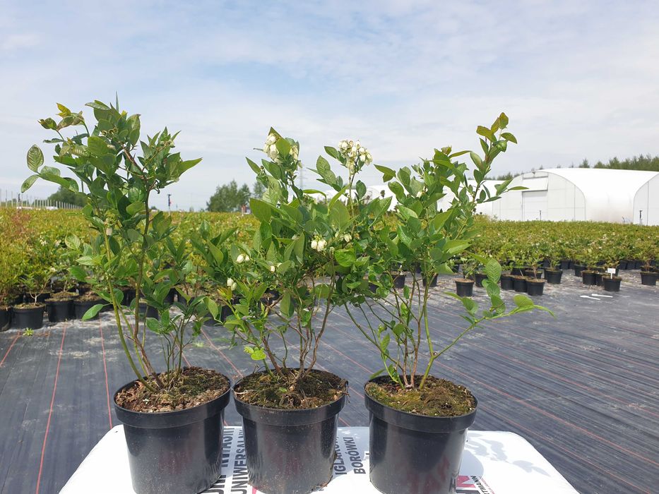 Borówka amerykańska 3 letnia, doniczka 2l