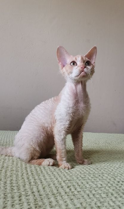 Kocurek devon rex