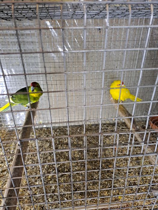 Kakarikis com cedência