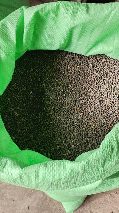 Wyka ekologiczna zbiór 2025