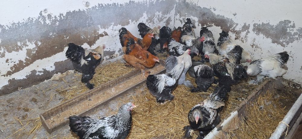 Brahma olbrzymia  koguty