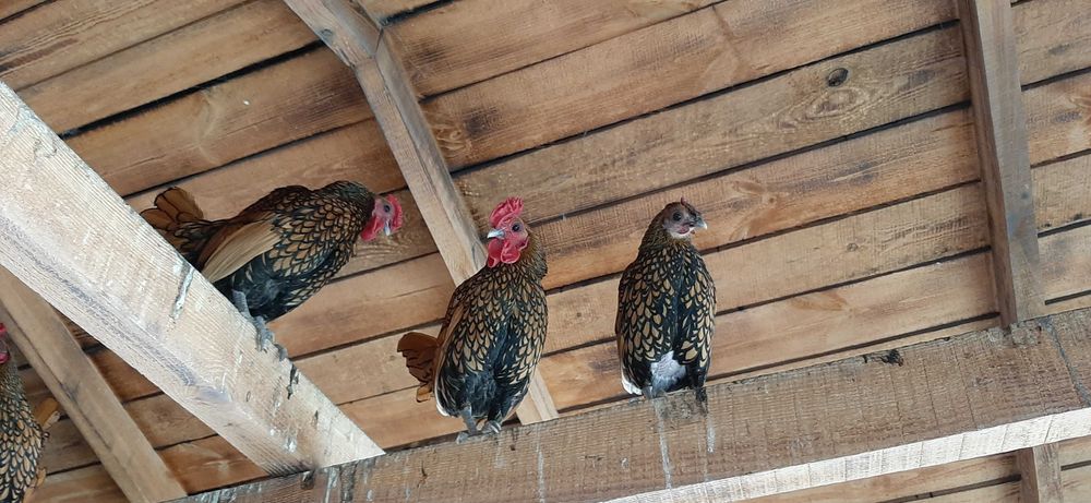 Продам Сібрайтів