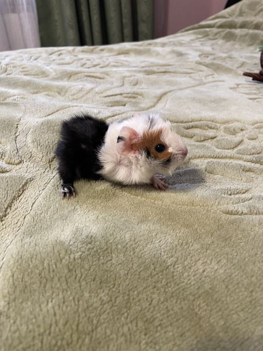 Морські свинки (гризуни)