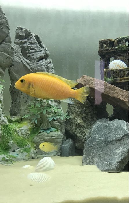 Лабидохромис Еллоу Цихлиды малави , єллоу .