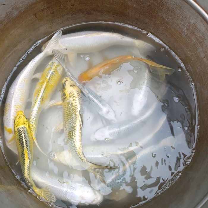 Рыбки Кои, комета (декоративный карась)