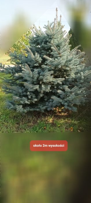 Stroisz gałązki świerka
