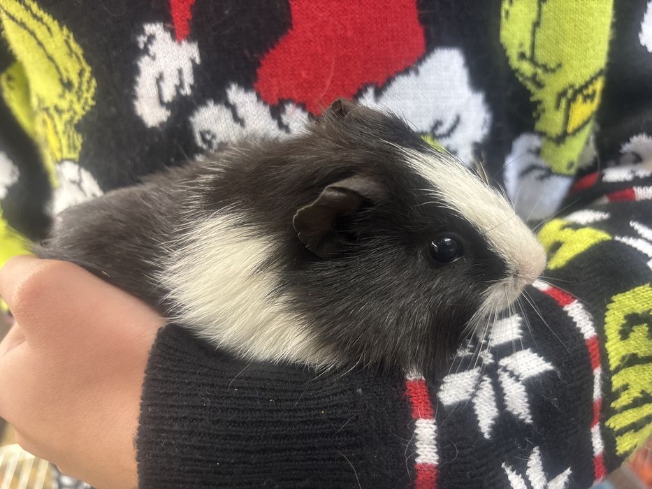 Świnki morskie samce 6 tygodni, kawie domowe