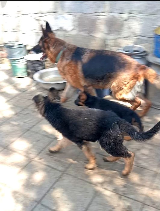 Щенки стандарт и длинники с родословной