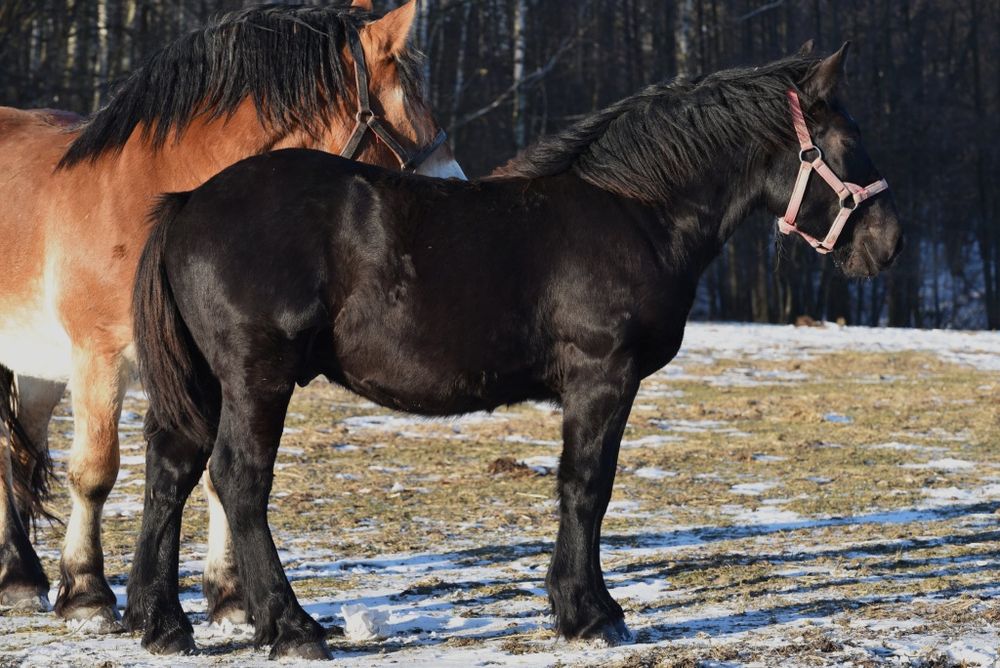 Ogierek PKZ z księgą główną