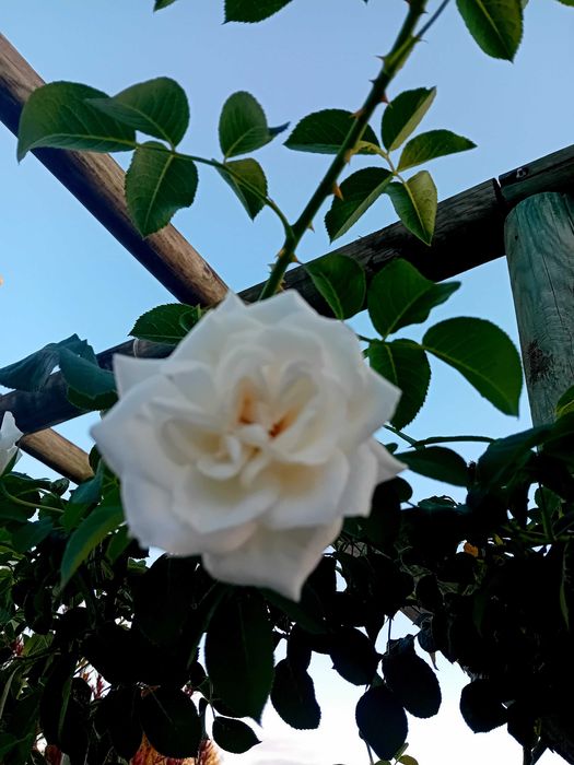 Roseira trepadeira branca