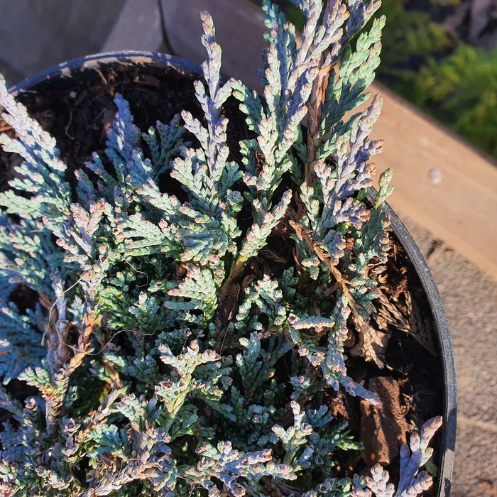 Можжевельник горизонтальный