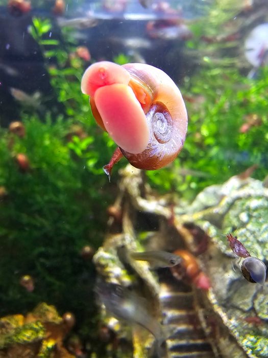 12 Caracóis Planorbis Corneus - Equipa de limpeza aquário
