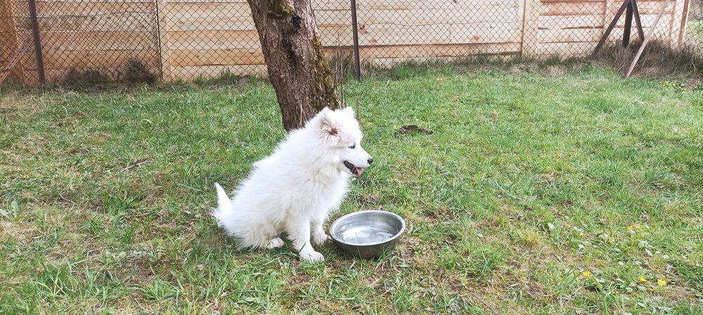 Przepiękna Suczka Samoyed