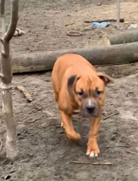 Красуня Майя АСТ стаффорд