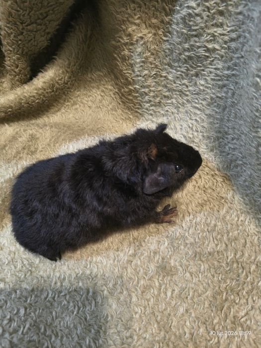 Świnka morska Us Teddy - SAMCZYK