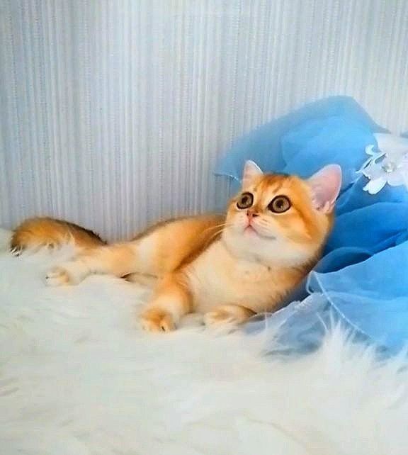 Золота шиншилла, дівчинка