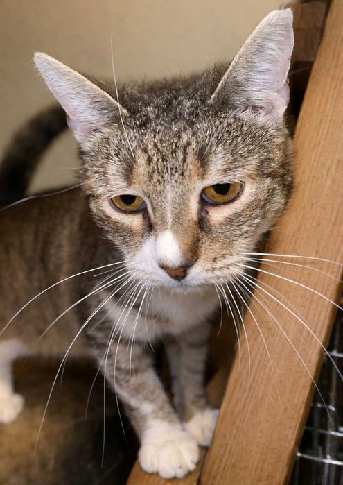 Poznań i okolice - kotka Miłka szuka domu