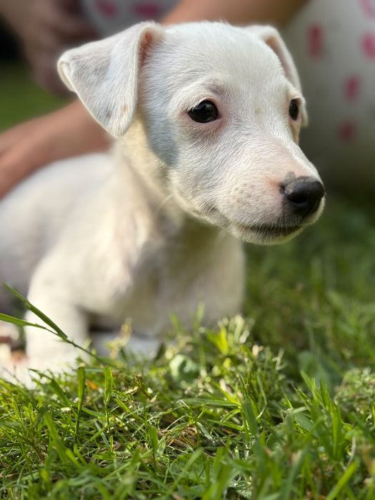 Jack Russell Terrier