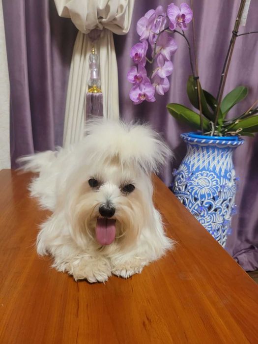 Мальтезе балонка