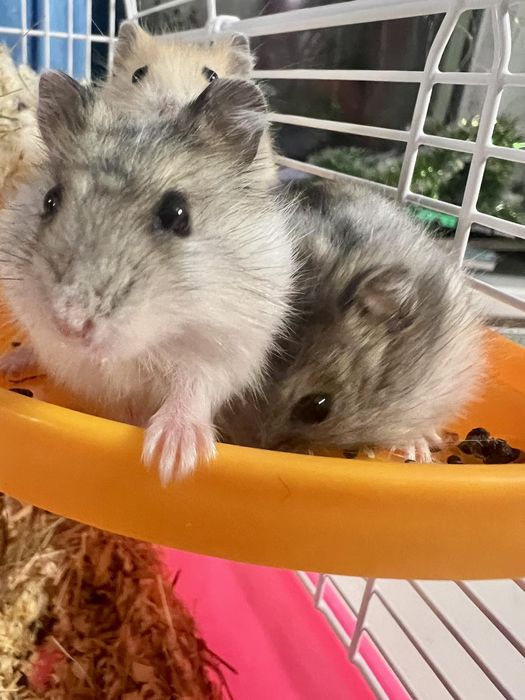 Продам джунгарских хомяков