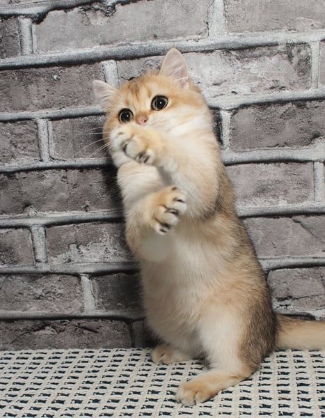 Для бронювання чарівна золота Британочка