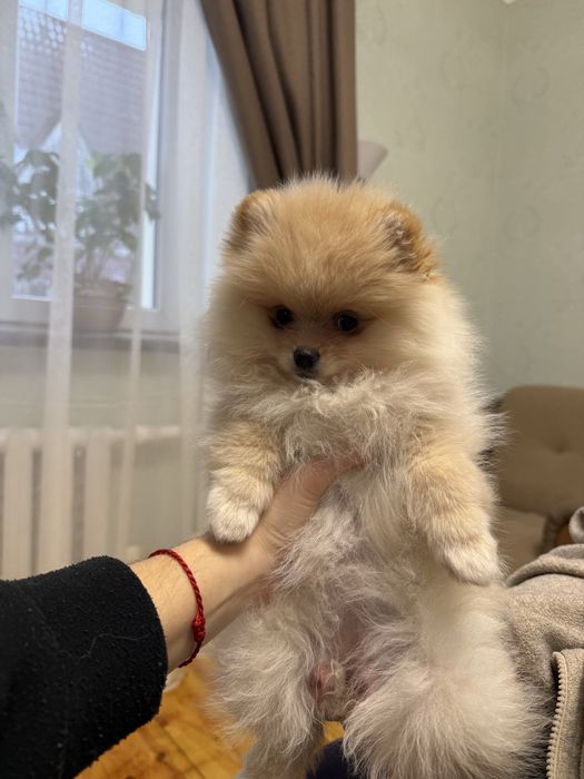 Померанчький шпіц тип мішка дівчинка