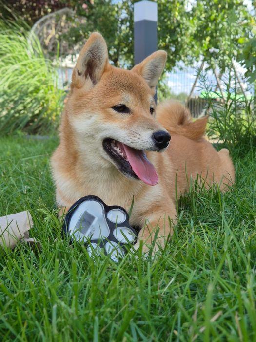 Shiba piękna czerwona suczka