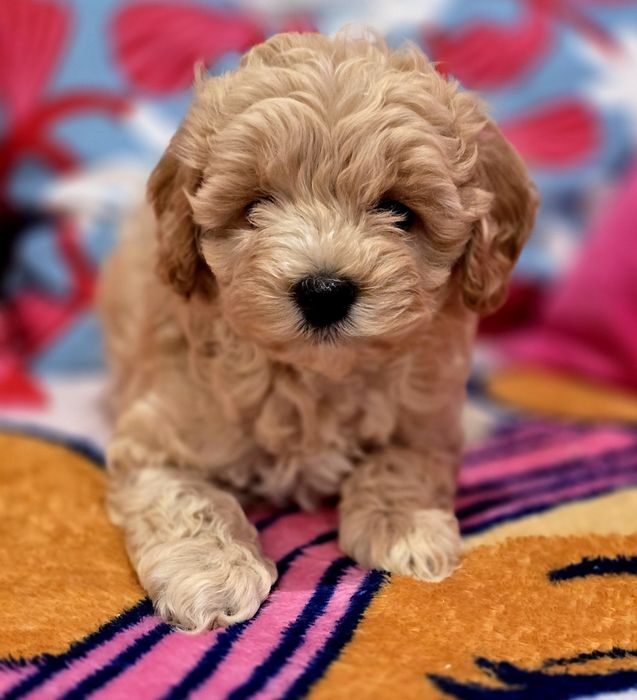 Piesek maltipoo!
