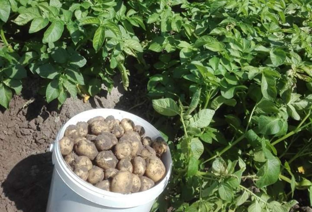 Młode ziemniaki 3 zł/ kg