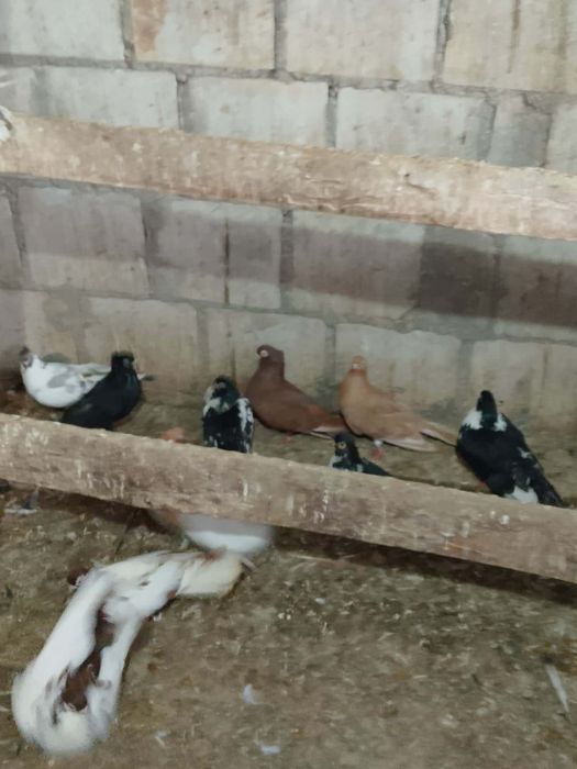 Gołębie zamojskie likwidacja hodowli