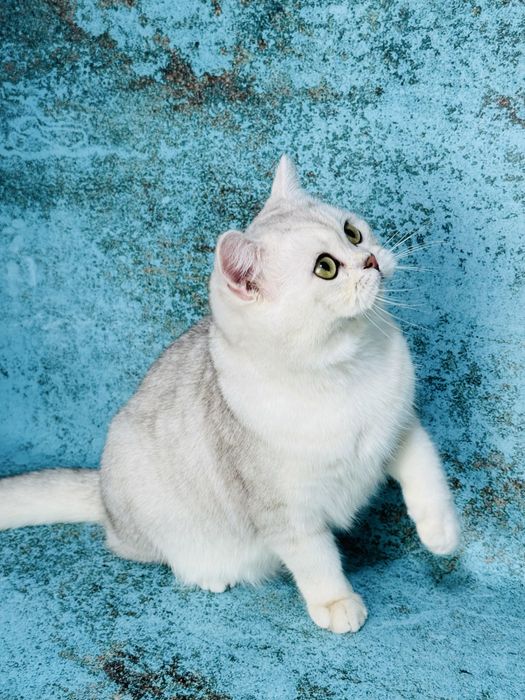 Шотландський котик срібна шиншила