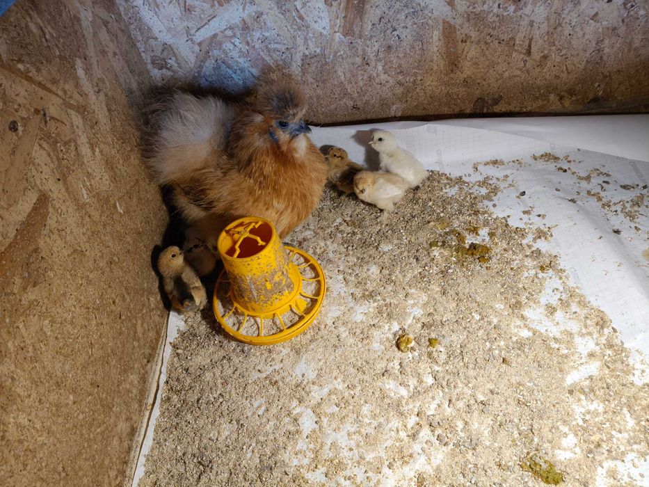 Kura silka z kurczętami