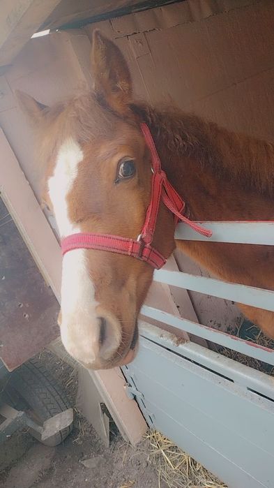 Sprzedam konia ogierek