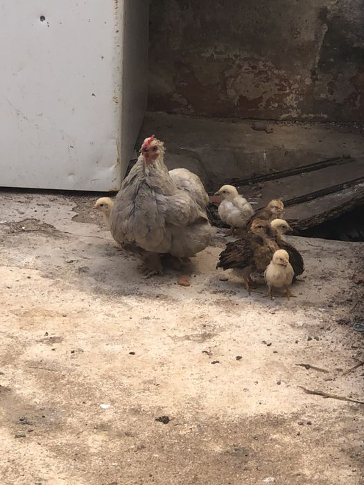 Pintos e patos mudos para venda