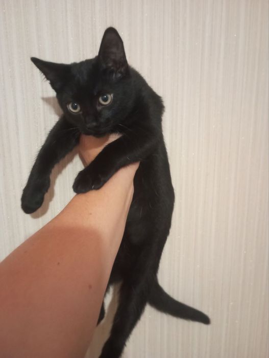 Кошеня хлопчики, 3 міс