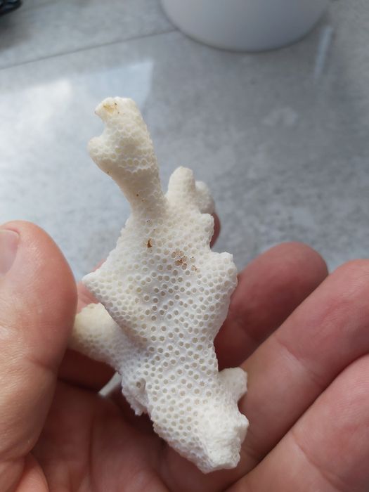 Kolekcjonerski okaz koralowca białego.