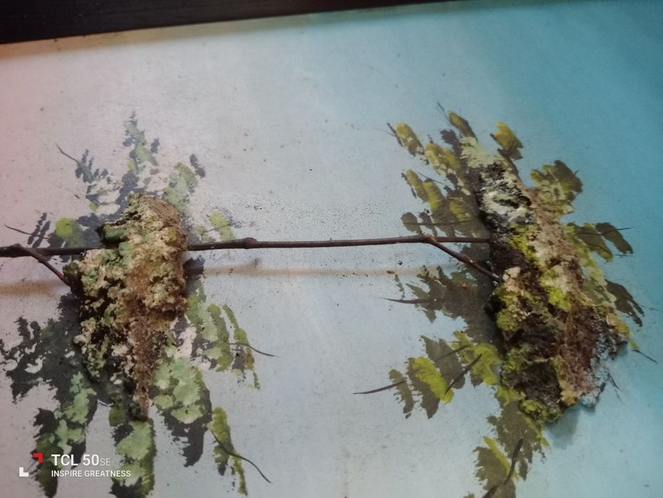 Coleção de três quadros muito antigos pintados a mão e com relevo.