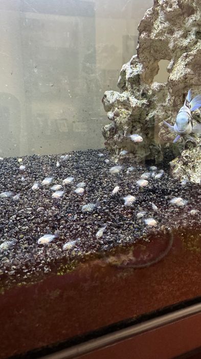 Peixes Papagaio Blue Saphire