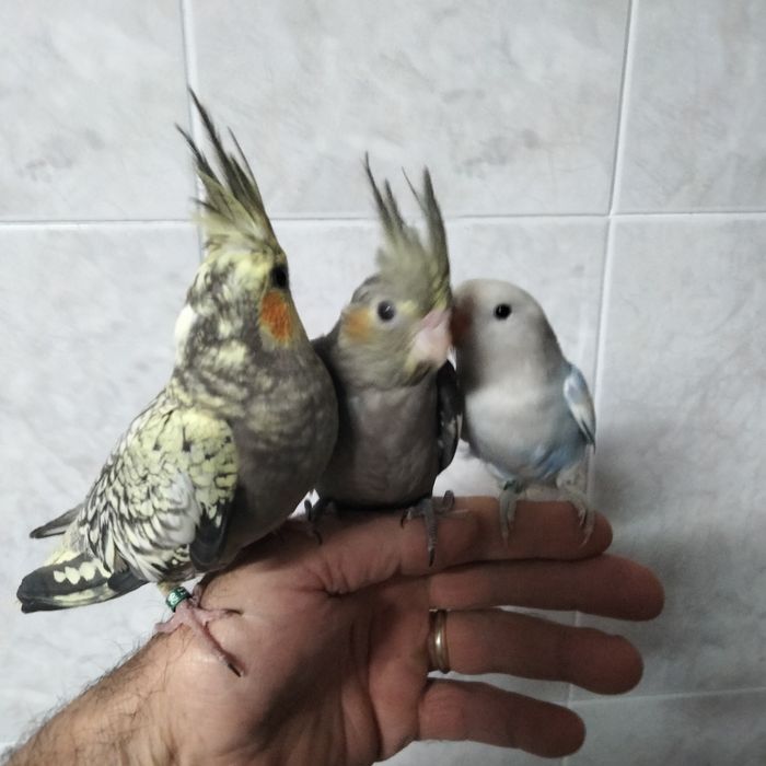 Caturras e agaporni domésticados
