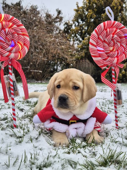 Labrador retriever  pies