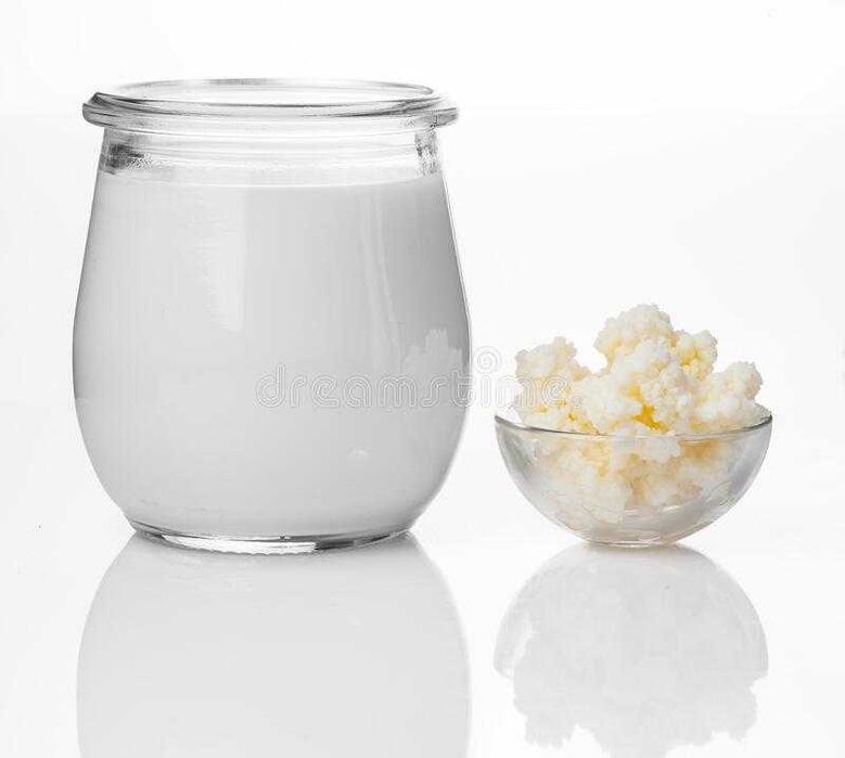 KEFIR de leite - Troco por leite