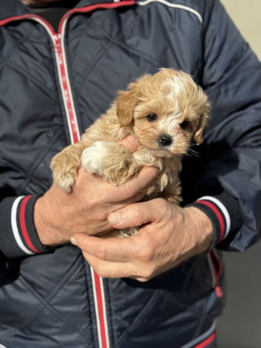 Мінік мпльтіпу до 2,5 кг