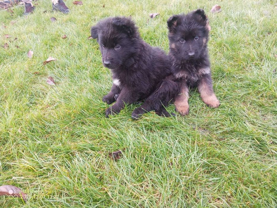 Owczarki Niemieckie Długowłose