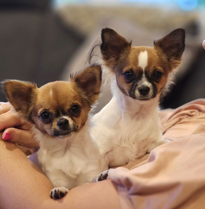 Chihuahua długowłosa samiec 29.03.2026