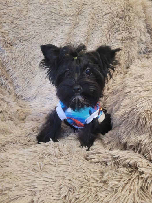 Yorkshire Terrier Black