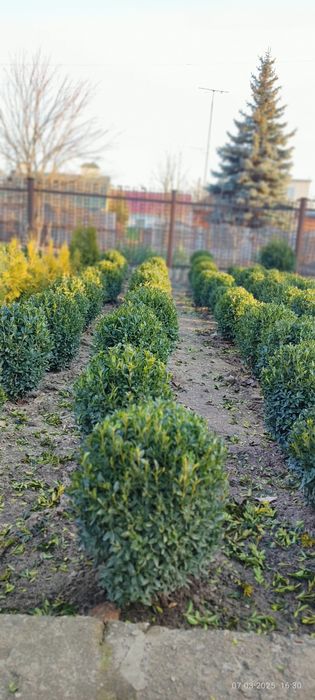 Самшит вічнозелений 2025