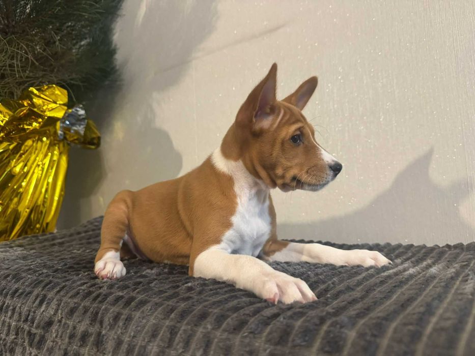 Szczenię rasy Basenji Hodowla Frayko FCI