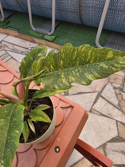 Philodendron 'Ring of Fire'